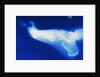 X-Ray of Person's Foot by Anonymous