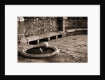 Cat Drinking From a Fountain by Anonymous