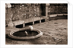 Cat Drinking From a Fountain by Anonymous