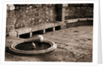 Cat Drinking From a Fountain by Anonymous