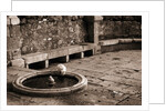 Cat Drinking From a Fountain by Anonymous
