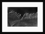 Scales on Back of Lizard by Anonymous