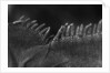 Scales on Back of Lizard by Anonymous