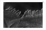Scales on Back of Lizard by Anonymous