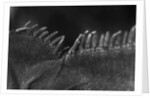 Scales on Back of Lizard by Anonymous