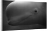 Head of Beluga by Anonymous