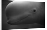 Head of Beluga by Anonymous