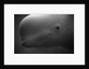 Head of Beluga by Anonymous