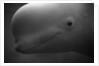 Head of Beluga by Anonymous