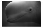 Head of Beluga by Anonymous