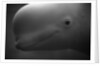 Head of Beluga by Anonymous