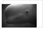 Head of Beluga by Anonymous