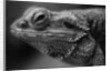 Head of Lizard by Anonymous