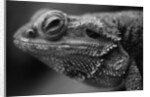 Head of Lizard by Anonymous