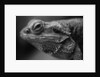 Head of Lizard by Anonymous