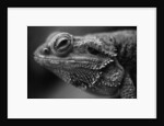 Head of Lizard by Anonymous