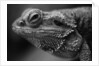 Head of Lizard by Anonymous
