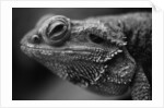 Head of Lizard by Anonymous
