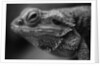Head of Lizard by Anonymous