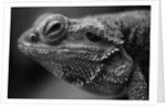 Head of Lizard by Anonymous