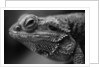 Head of Lizard by Anonymous