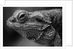 Head of Lizard by Anonymous