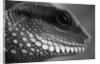 Head of Lizard by Anonymous