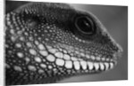 Head of Lizard by Anonymous