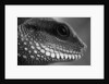 Head of Lizard by Anonymous