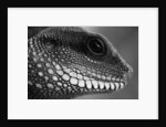 Head of Lizard by Anonymous
