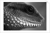 Head of Lizard by Anonymous