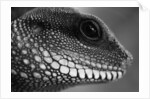 Head of Lizard by Anonymous