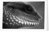 Head of Lizard by Anonymous