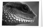 Head of Lizard by Anonymous