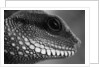 Head of Lizard by Anonymous