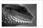 Head of Lizard by Anonymous