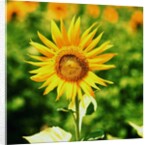 Sunflower by Anonymous