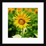 Sunflower by Anonymous