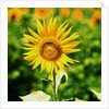 Sunflower by Anonymous