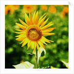 Sunflower by Anonymous
