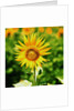 Sunflower by Anonymous