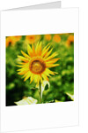 Sunflower by Anonymous