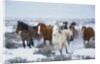 Wild Horses in Snow by Anonymous