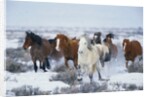 Wild Horses in Snow by Anonymous
