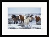 Wild Horses in Snow by Anonymous