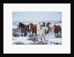 Wild Horses in Snow by Anonymous