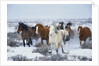 Wild Horses in Snow by Anonymous