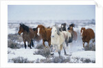 Wild Horses in Snow by Anonymous