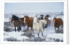 Wild Horses in Snow by Anonymous