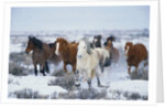 Wild Horses in Snow by Anonymous